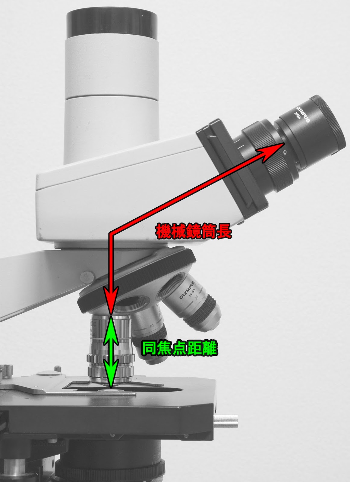 顕微鏡撮影機材：顕微鏡の光学系 対物レンズについて